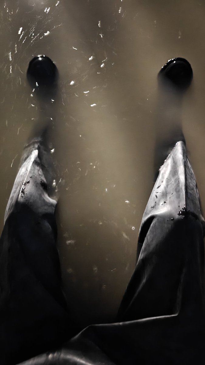 蛋dan君 tweet media