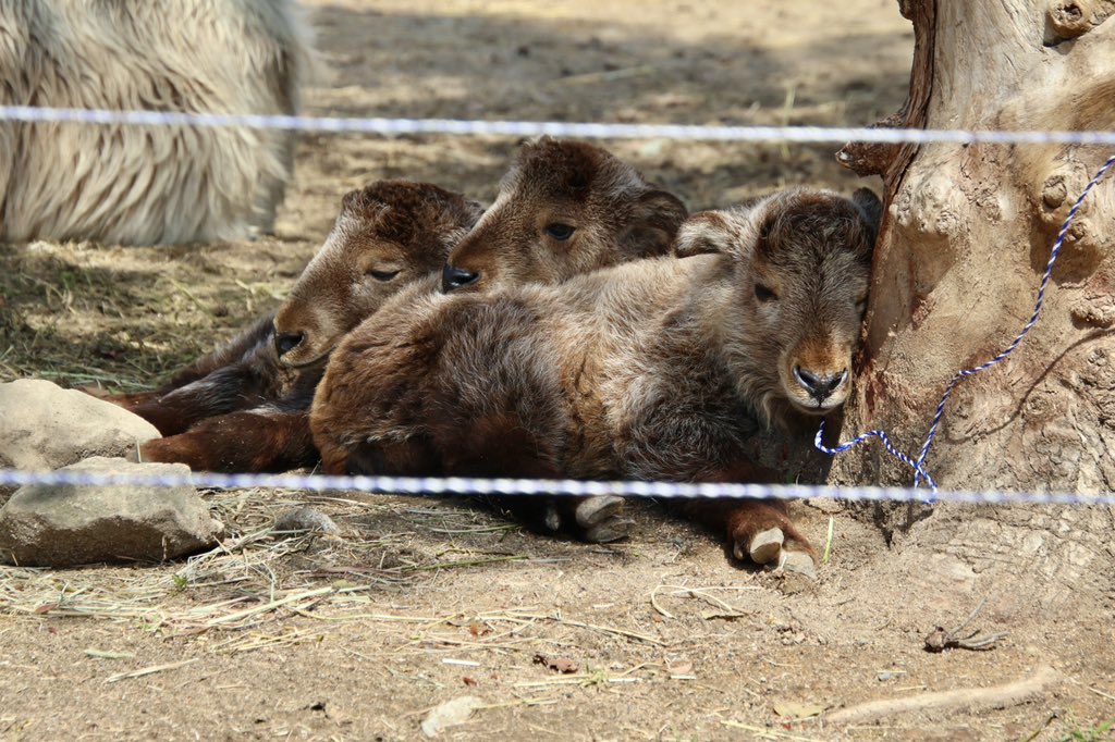 Mr.シンゲツ tweet media