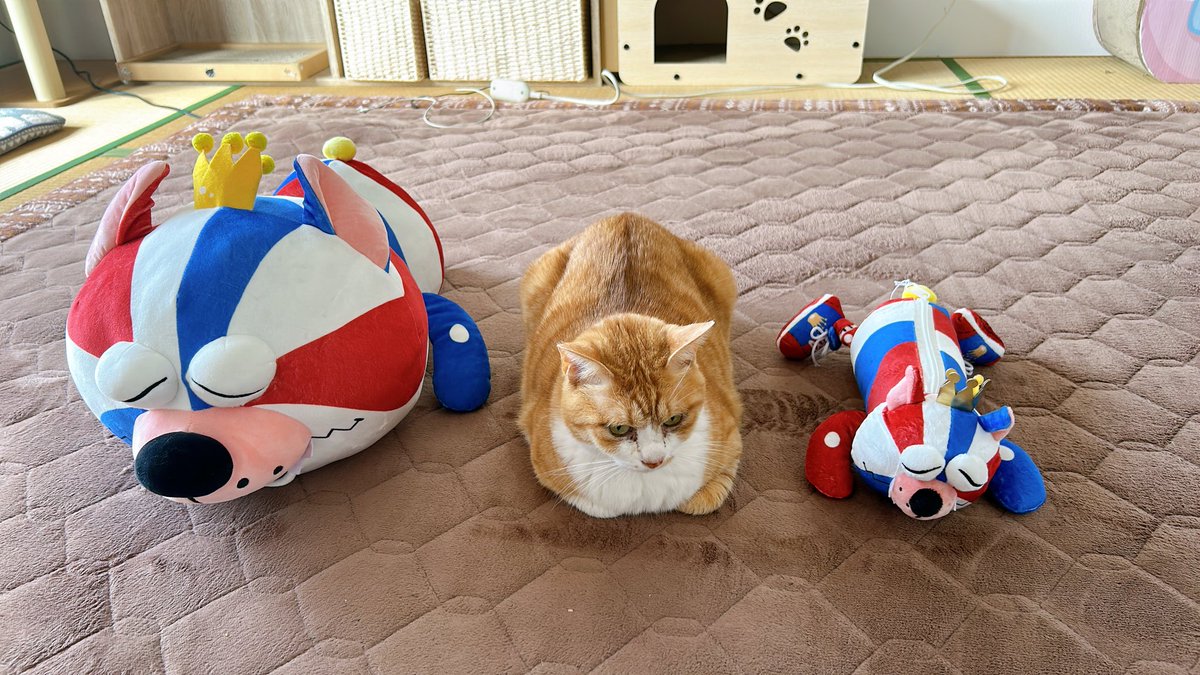 あいのすけちゃんねる tweet media