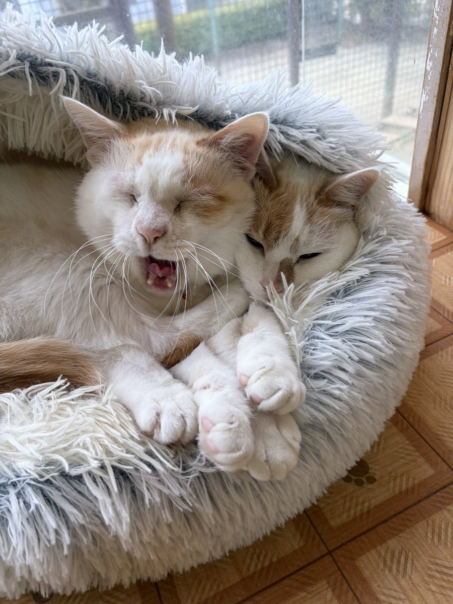 那須どうぶつ王国 tweet media