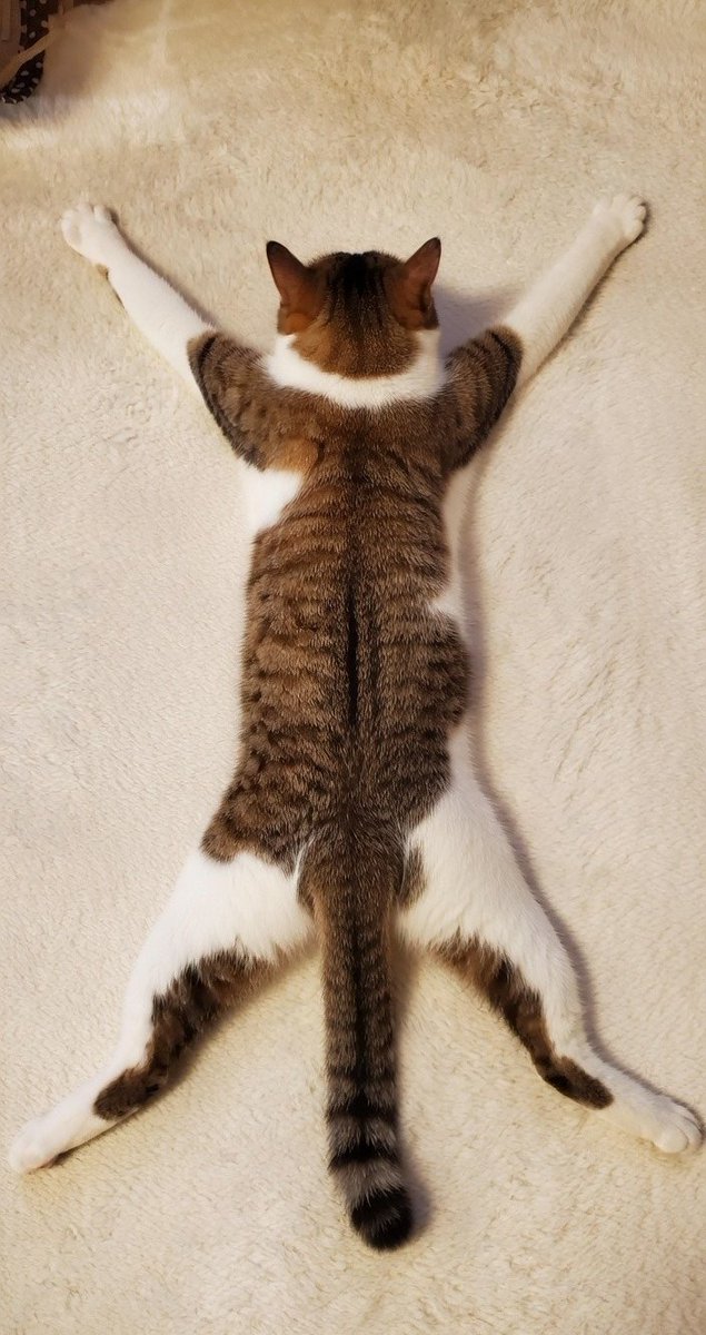 こしあん tweet media