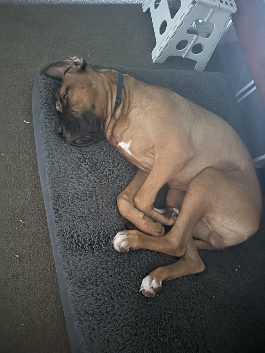 ScottCirakovic's tweet image. How the Big Potato sleeps after stealing the left over maccas of the bench and eating it all while I slept 😅🤘🏻🐕
#pets #bigdogs #doglife #dog