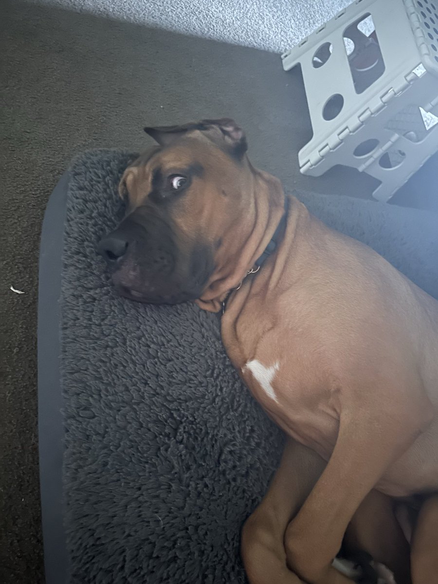 ScottCirakovic's tweet image. How the Big Potato sleeps after stealing the left over maccas of the bench and eating it all while I slept 😅🤘🏻🐕
#pets #bigdogs #doglife #dog