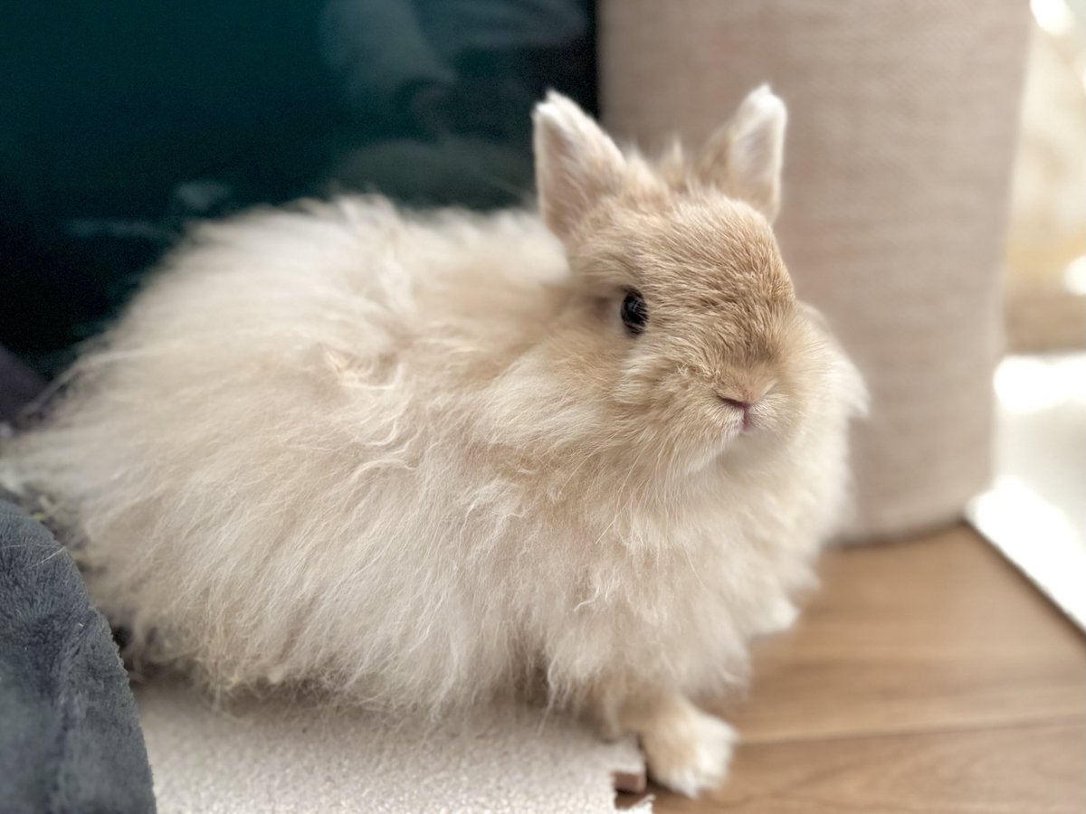 いのかむきぃせちゃしちゃ🐰みぃ👩🏻 tweet media