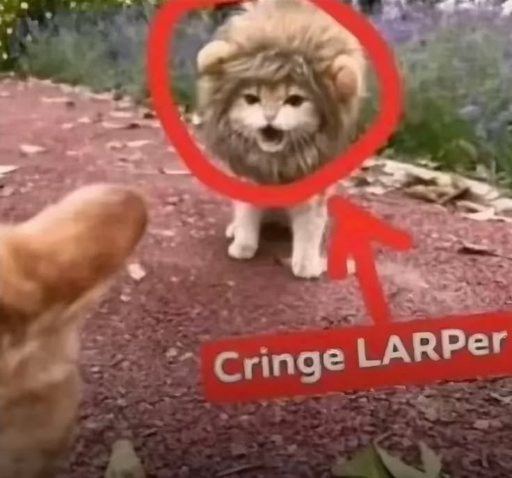 casper ᯓ★ tweet media