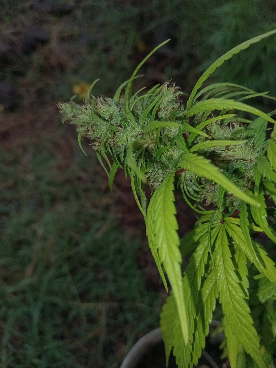 𝙶𝚛𝚎𝚎𝚗 𝙼𝚊𝚗 tweet media