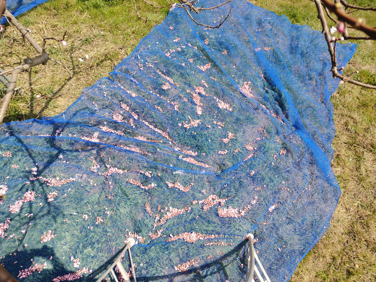 まさお tweet media