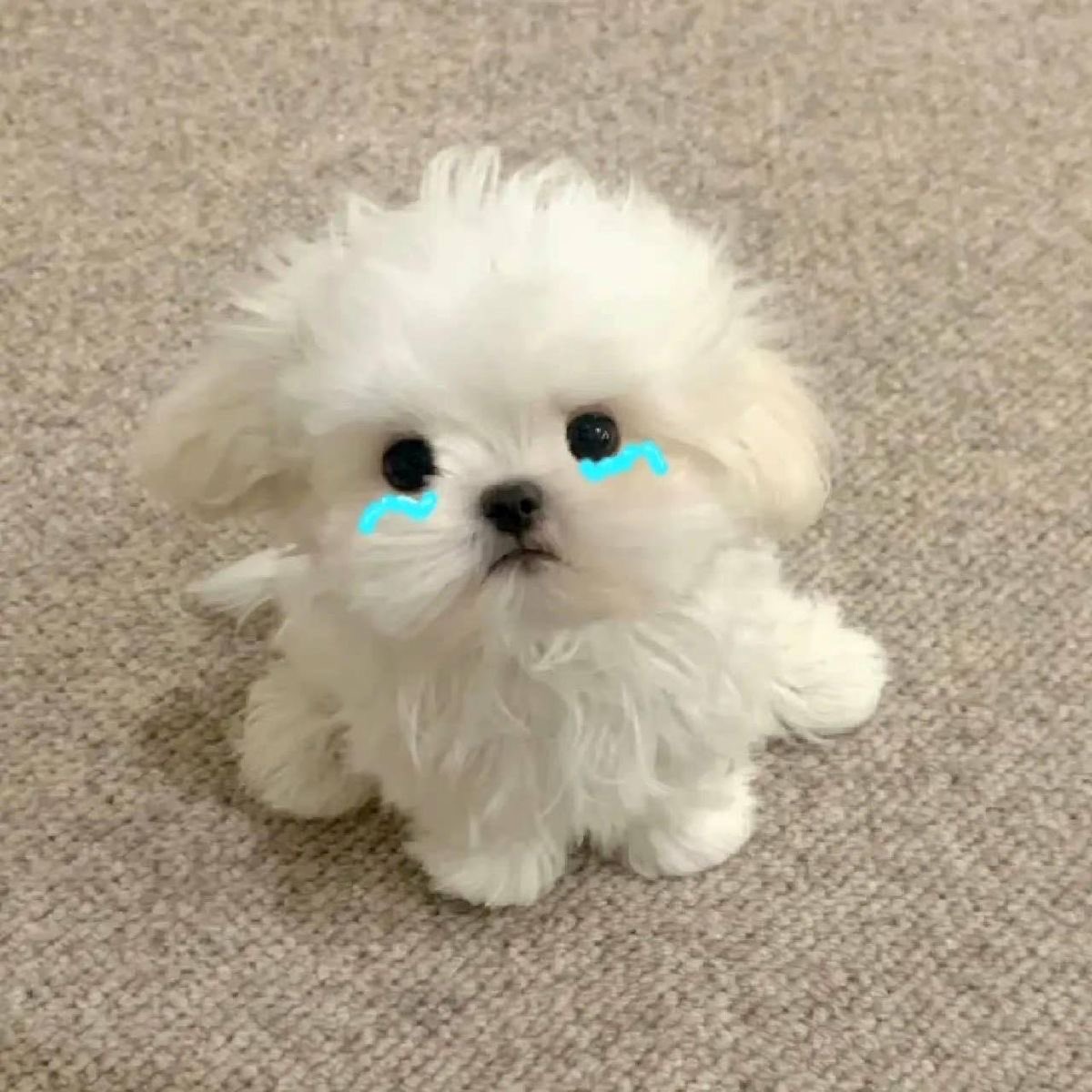 단추₍ᐢ..ᐢ₎♡ tweet media