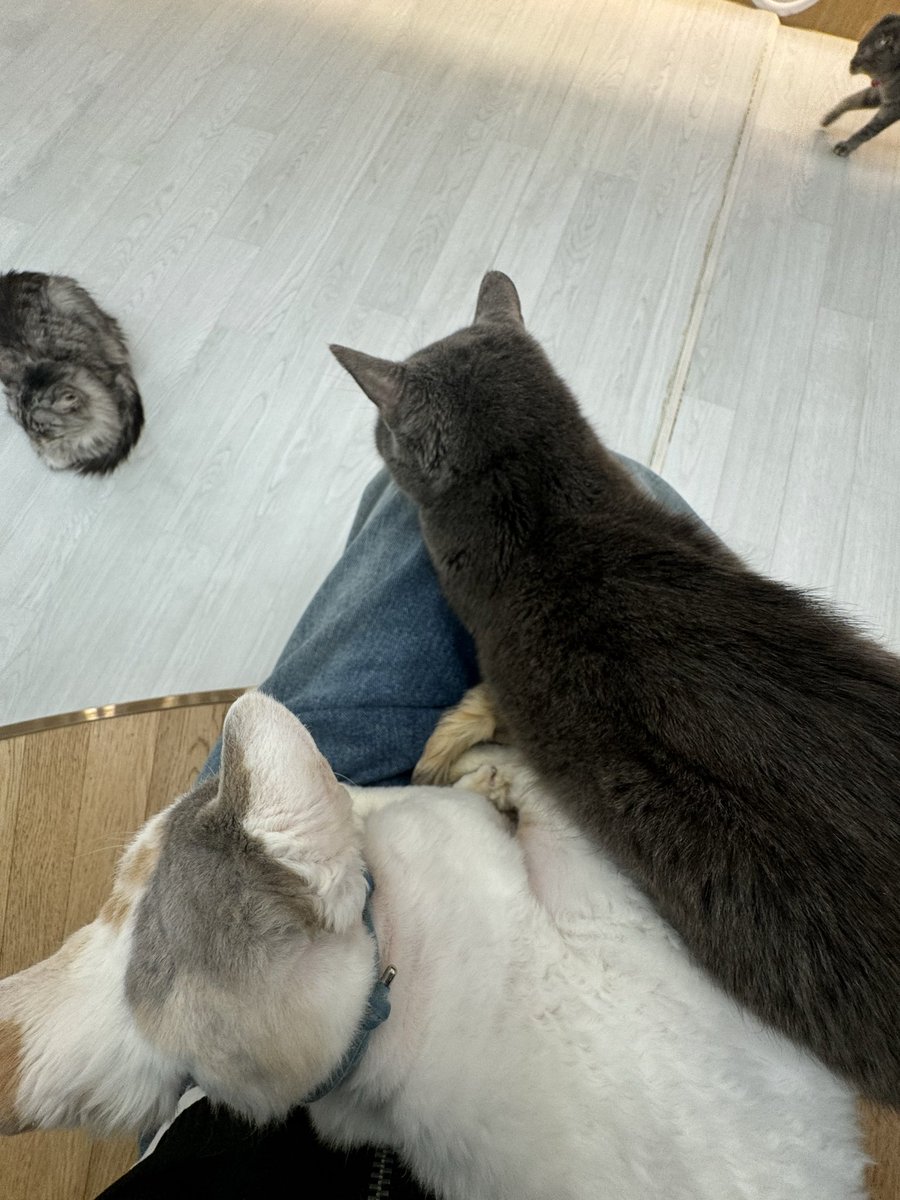 퀸유아 tweet media