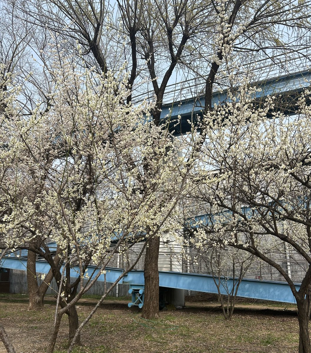 꽃구경하고와떠염