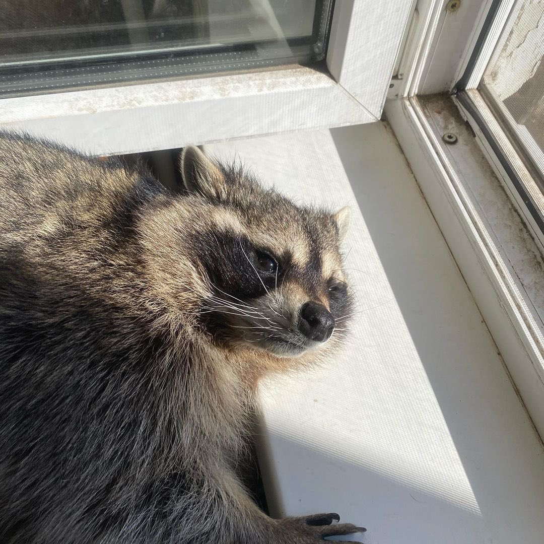 Raccoons Hourly tweet media