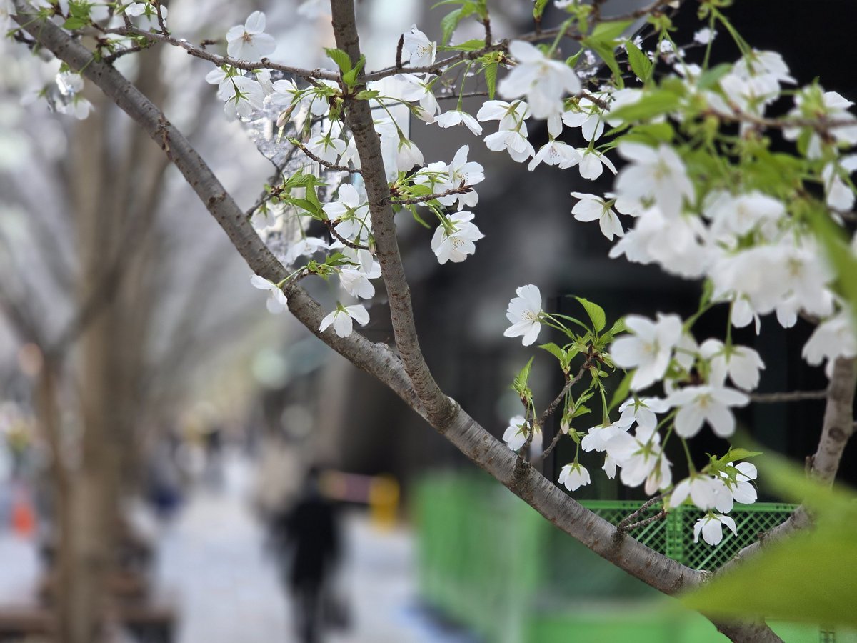 ここしょー tweet media