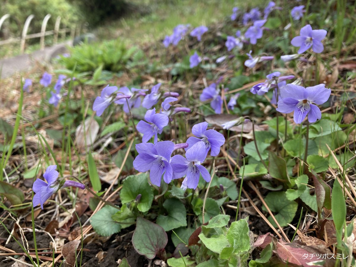 五島美術館 tweet media