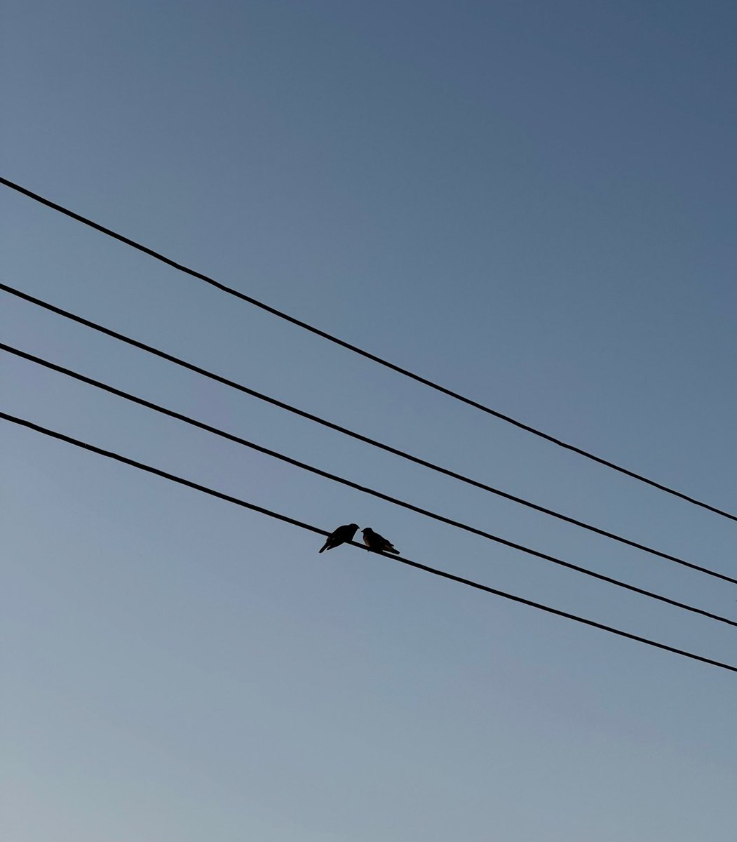 Manar🪄 tweet media