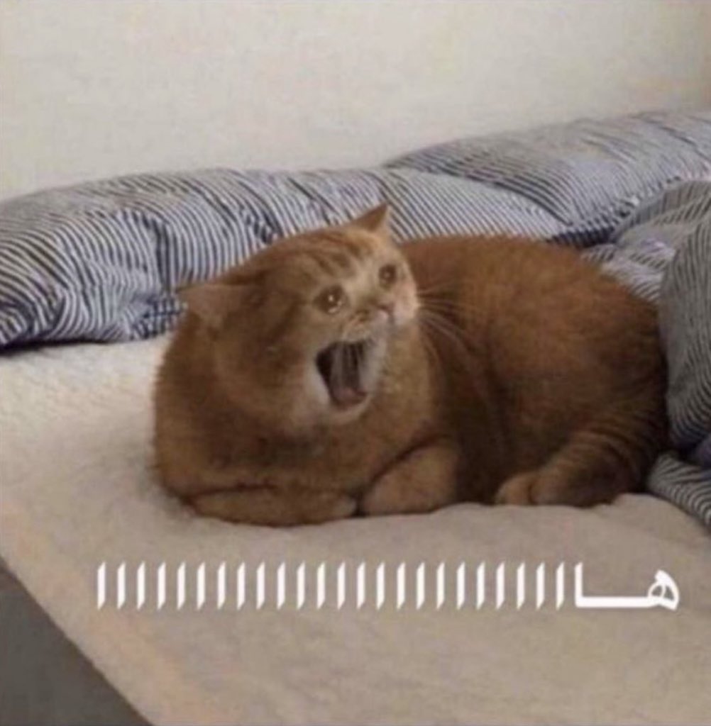 ام المشاچل 𓆙 tweet media