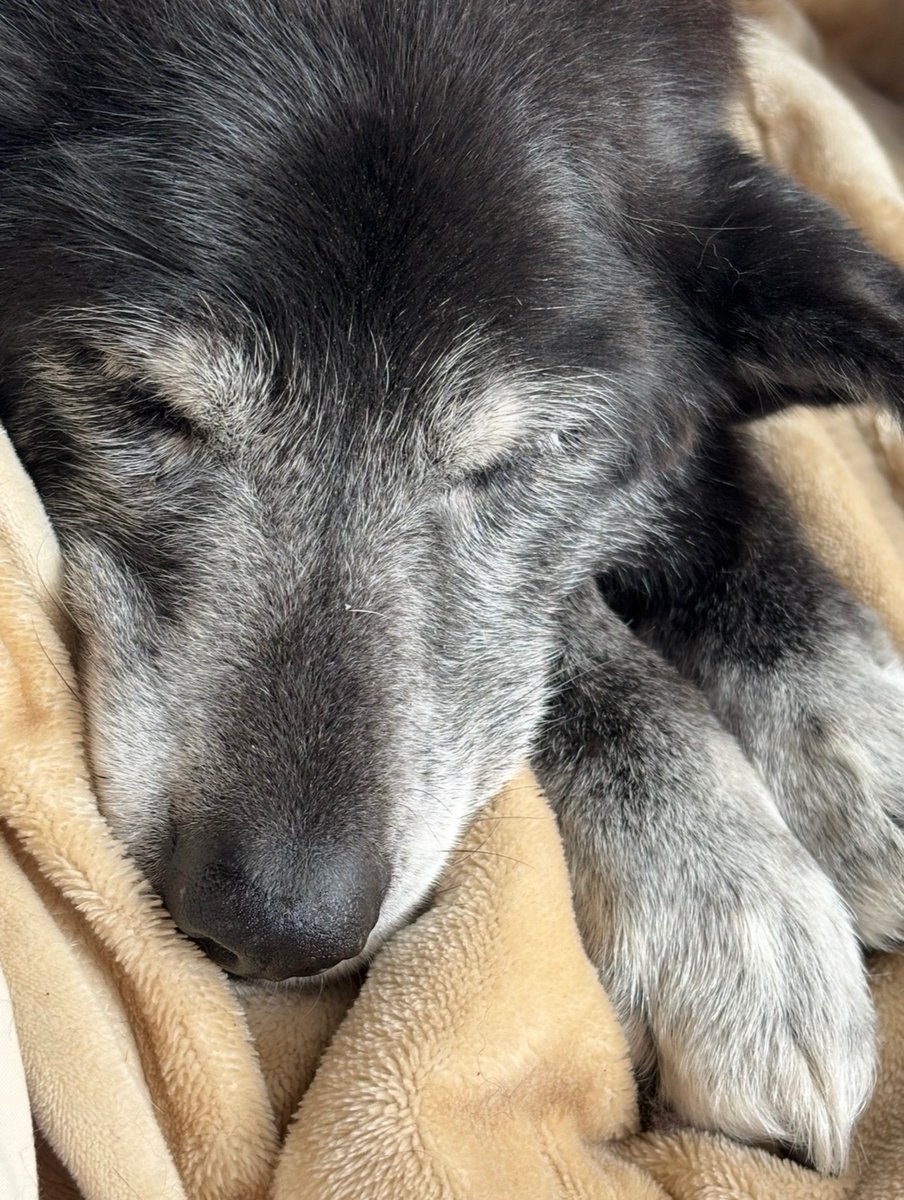 千年研究所 tweet media