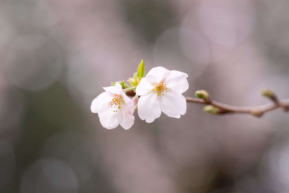 国営昭和記念公園 tweet media