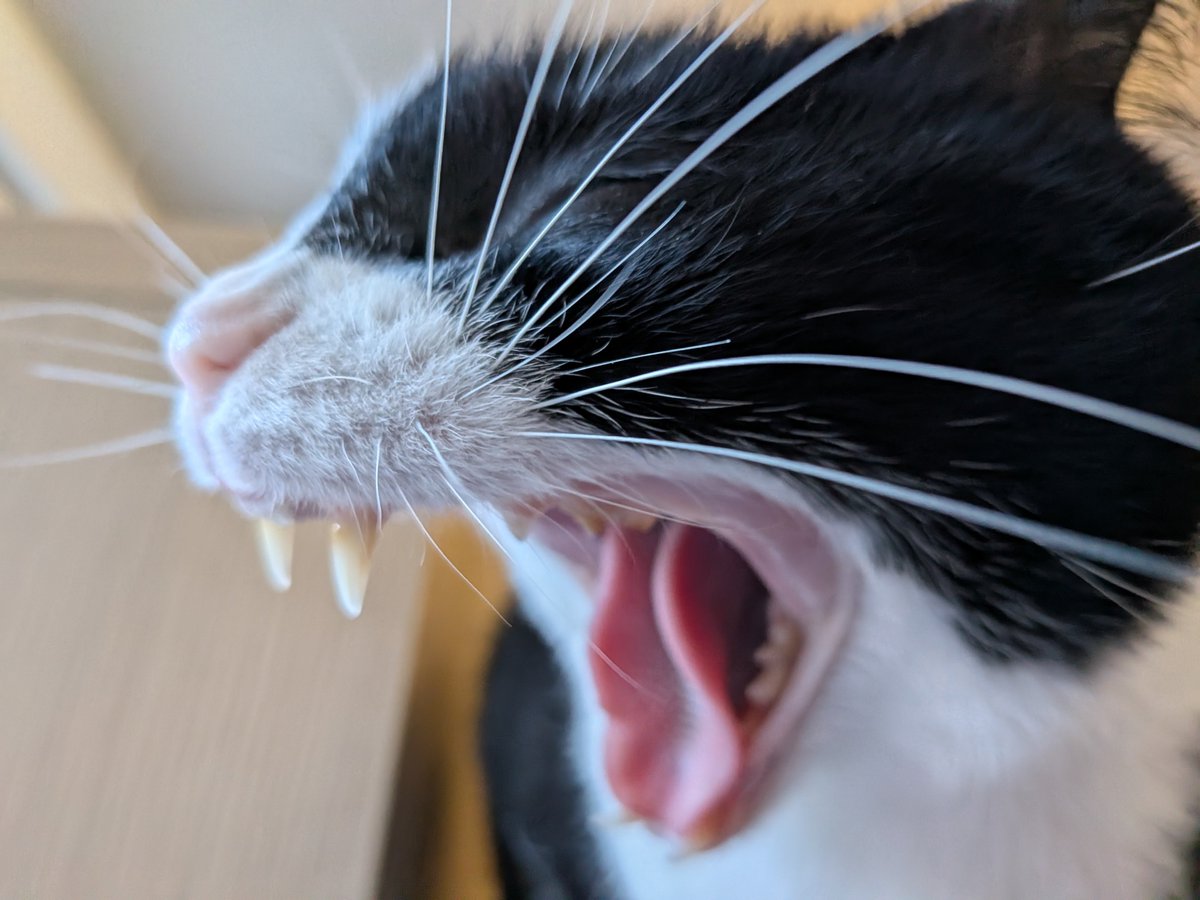 Cece 🐾🌸 tweet media