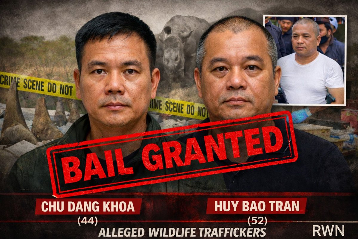 SueSpurgin's tweet image. 🚨 @NPA_Prosecutes Why were Chu Dang Khoa &amp;amp; Huy Bao Tran granted bail (R200k each) despite serious #rhino horn trafficking charges? Suspects are a high flight risk? #SouthAfrica deserves answers! Will you ensure a uncompromising prosecution?
Our wildlife cannot afford loopholes!