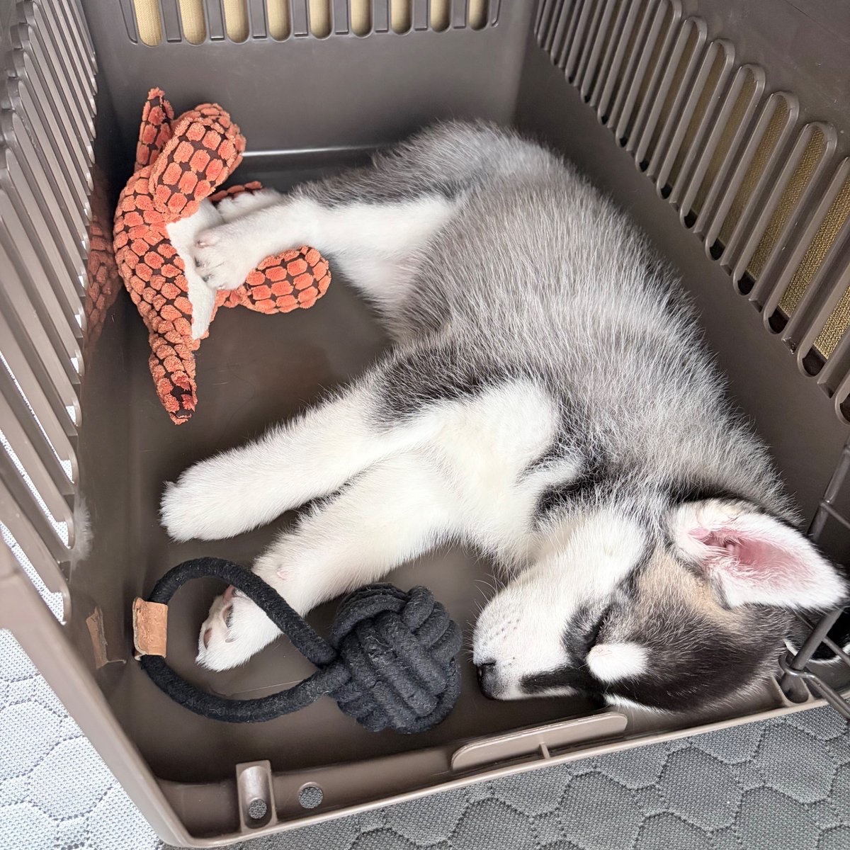 ゆずまち tweet media