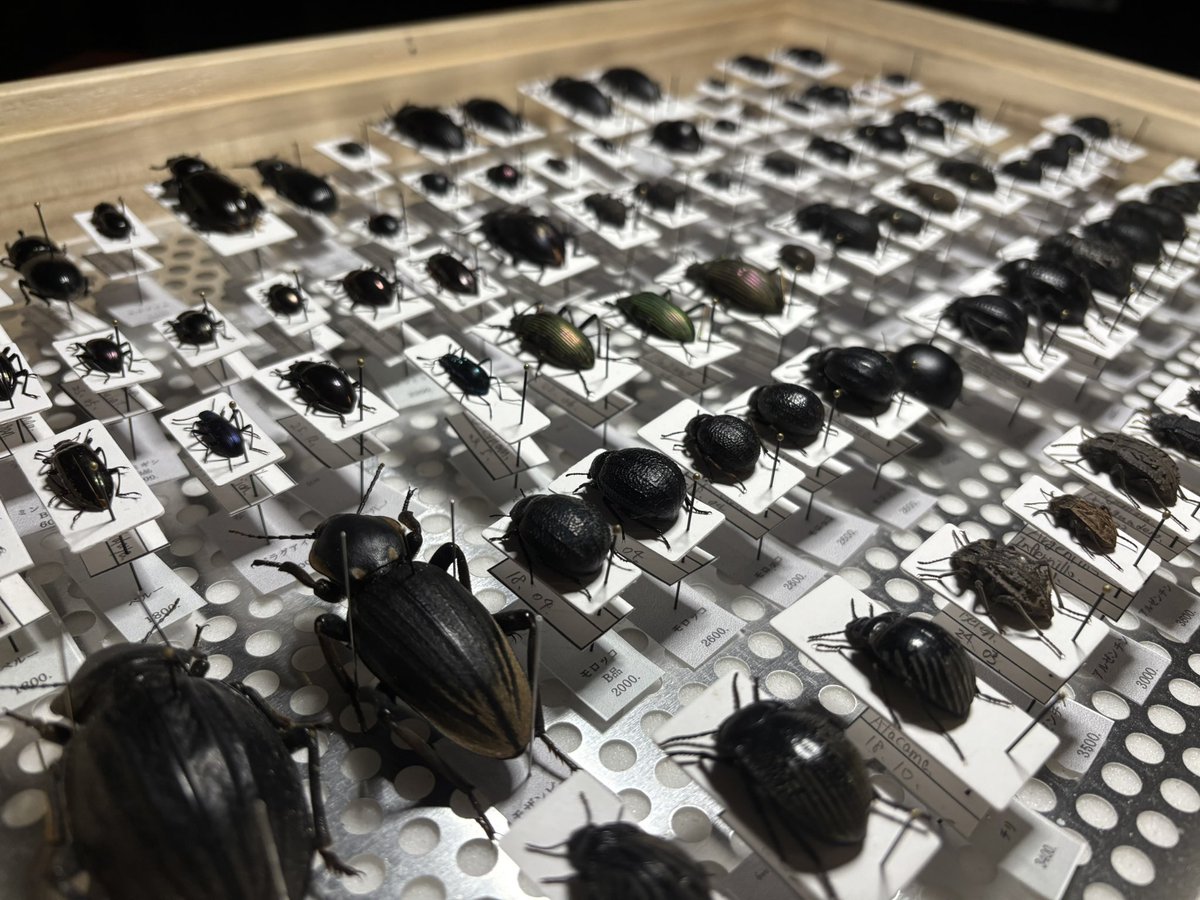 「花と角」 tweet media