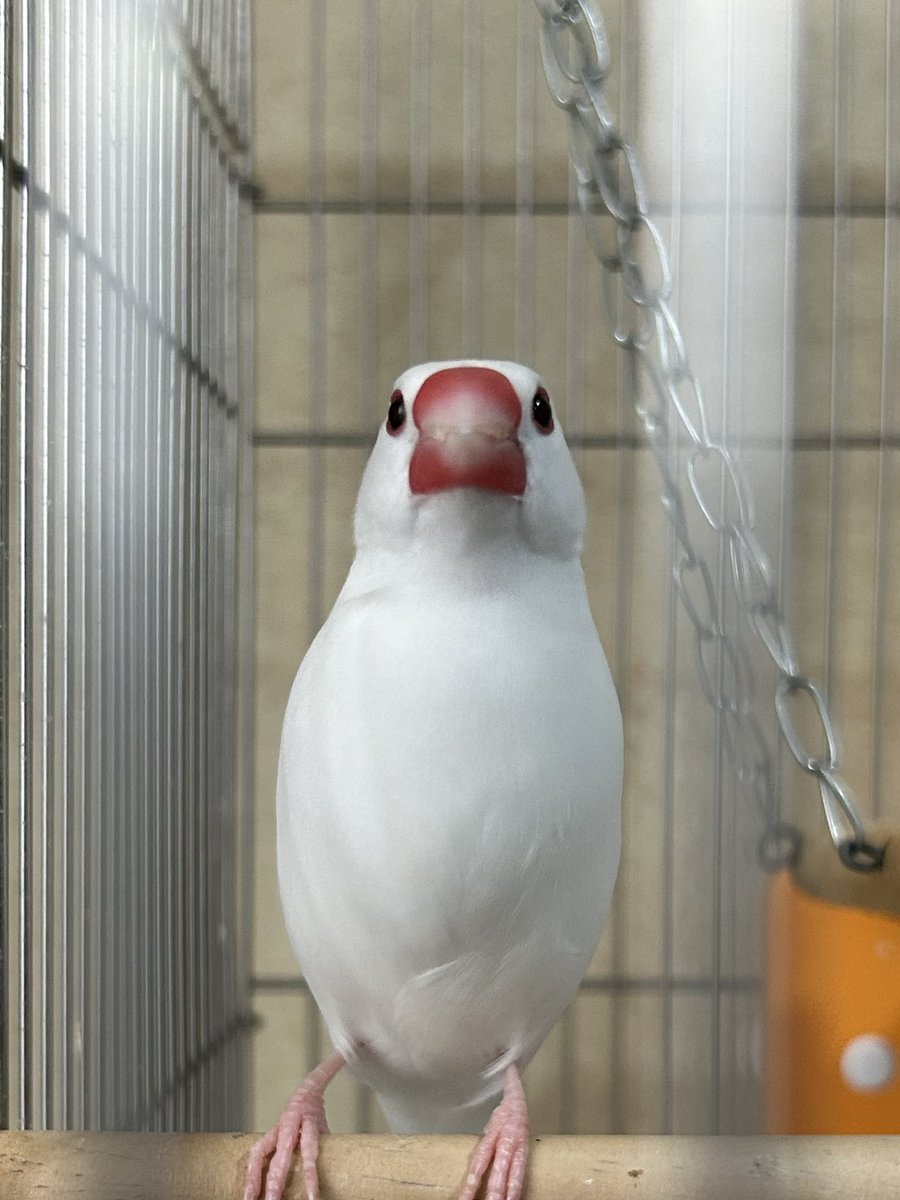 🩷Lisa 13🩷義手ギタリスト🎸💪義手ピックは手作り tweet media