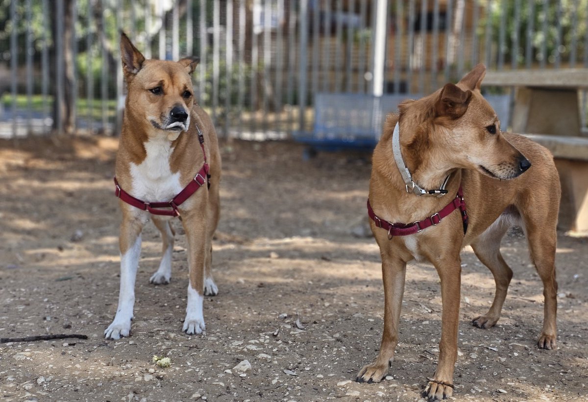 Leonardo De Carpion tweet media