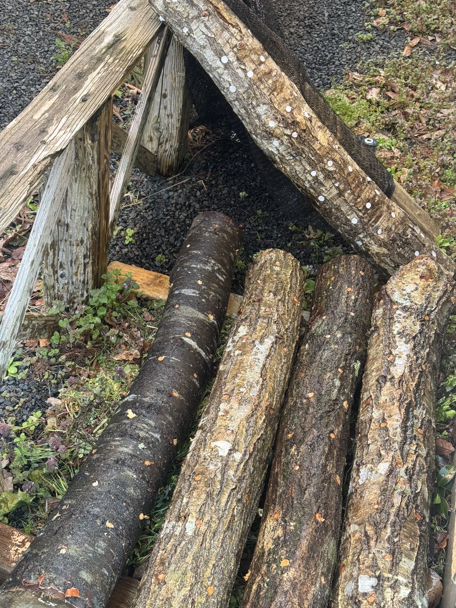 FUNA⚡︎ tweet media