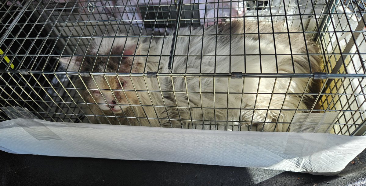 Silver /アニマルハート大阪 ❤里親募集中❤ tweet media