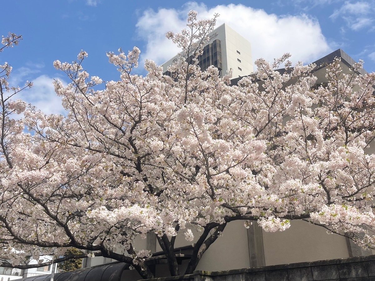 kent_tmteam's tweet photo. 会社の近くに大きな桜の木を見つけました〜🌸 
最近は暖かくなってきて、春を感じます😌

もうすぐ4月、新年度が始まりますね。
無理せず、自分のペースで乗り越えていきましょう☀️

#桜#春#お花見#お出かけ日和#ケントさんぽ https://t.co/7Q7lifwcsk