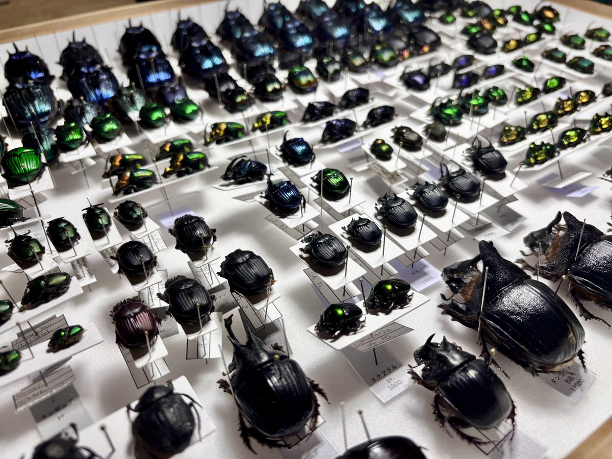 「花と角」 tweet media