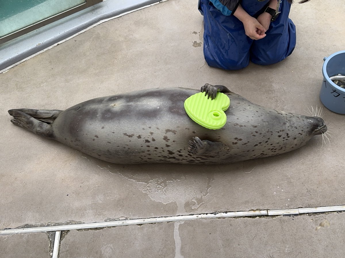 bui🐈🦭 tweet media