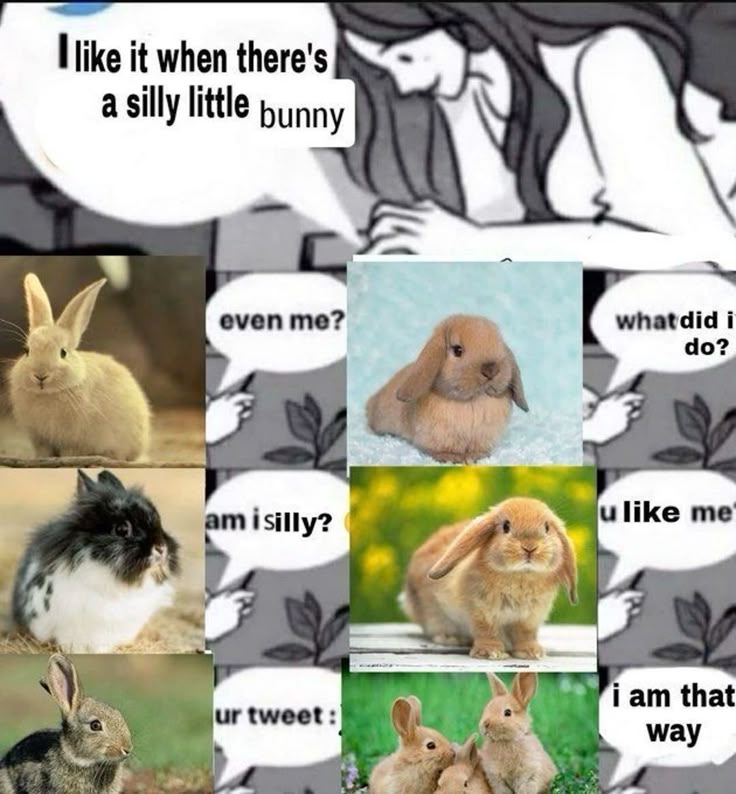 Cutes Animals tweet media