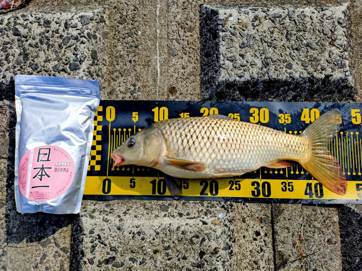 三流鯉師 tweet media