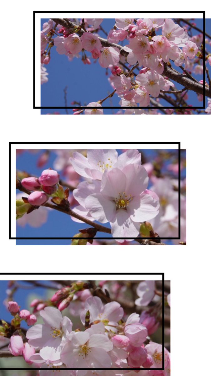 歩美🌸 tweet media