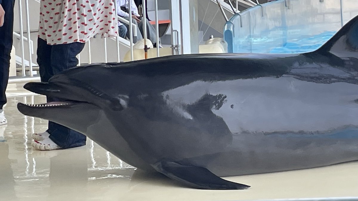 コンバット満 tweet media