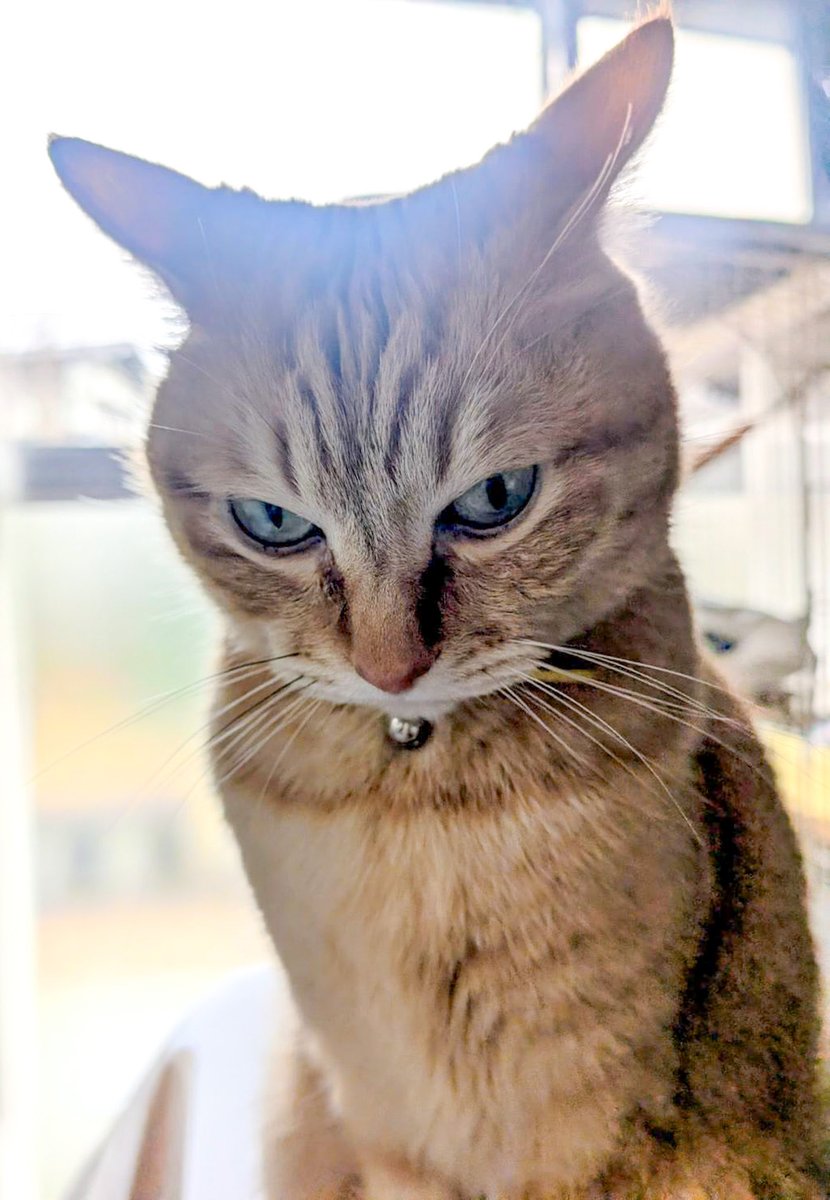 ぷりんちゃん𝕏 tweet media