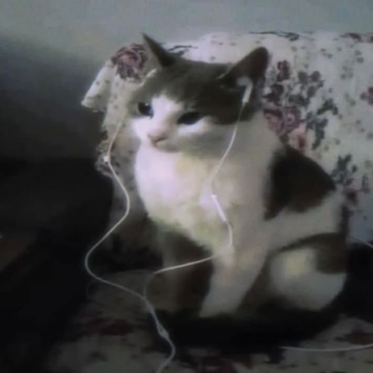 ENHYPEN İS 7 Lavin`♪ tweet media