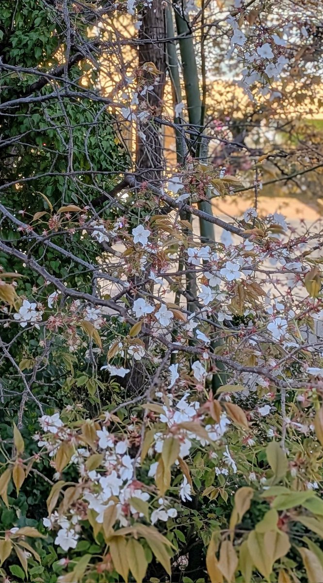 風の便り2 tweet media