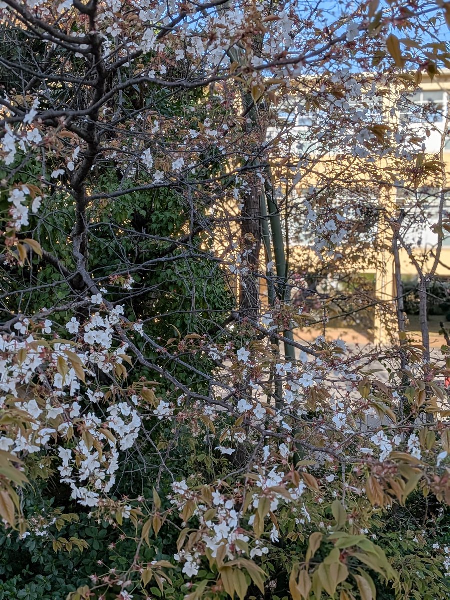 風の便り2 tweet media