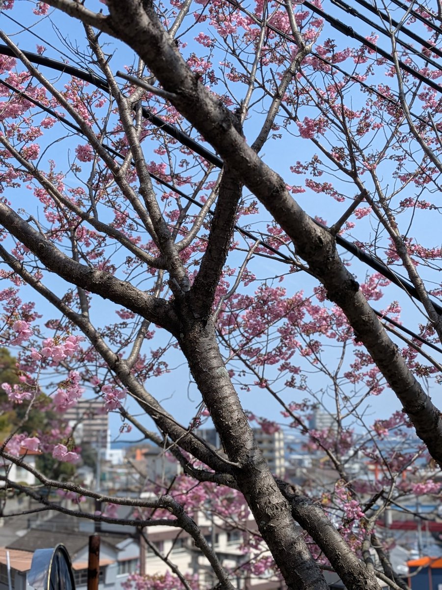 風の便り2 tweet media