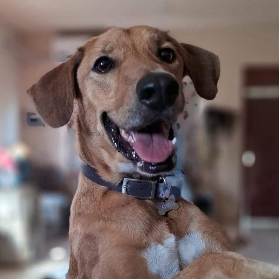 Caninos911 tweet media