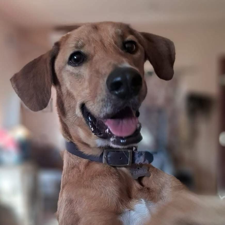 Caninos911 tweet media