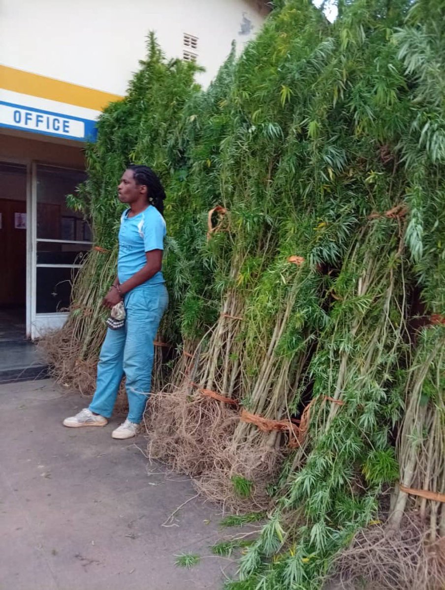 KingJayZim's tweet image. OPINION PIECE BY KING JAY #SoulShackRadio ✍🏽

237 dagga plants… and a whole country still stuck in the past.

ZRP @PoliceZimbabwe reports another arrest ,this time in Nyanga, and once again we’re forced to confront a law that no longer reflects the realities of the world we live