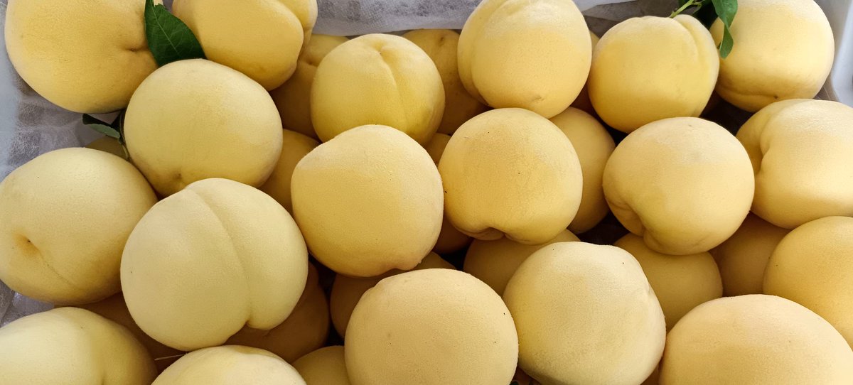 Cristiano D'Aloia tweet media