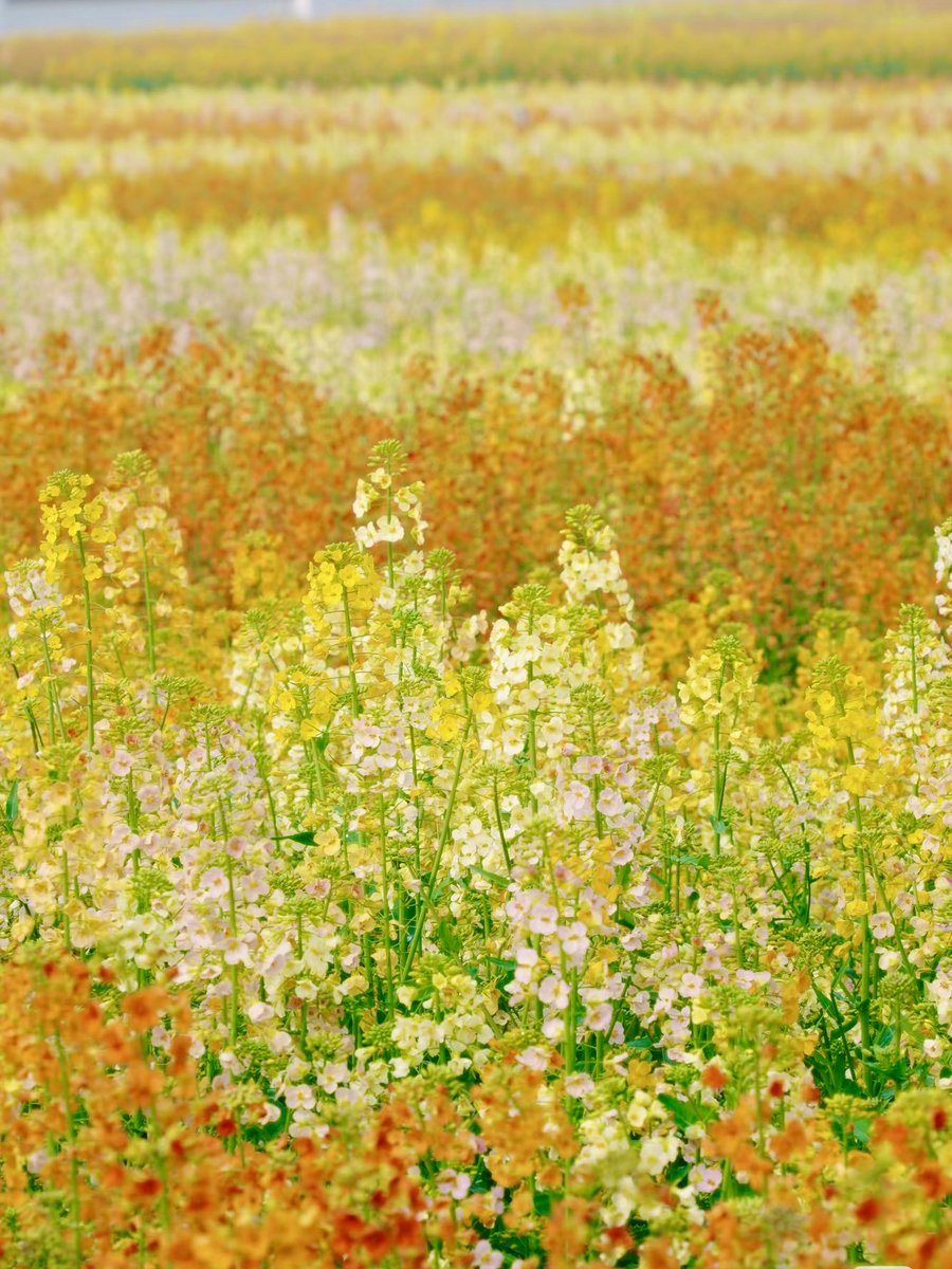 Harper Zhou（互fo互赞） tweet media