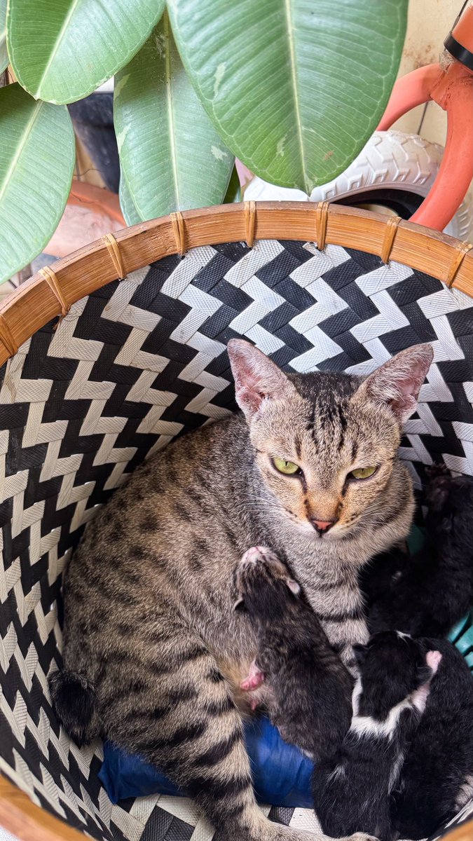 poppyseptia tweet media