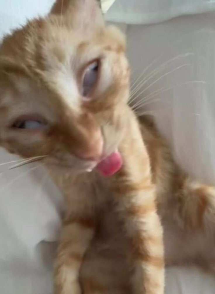 tyy || rest tweet media