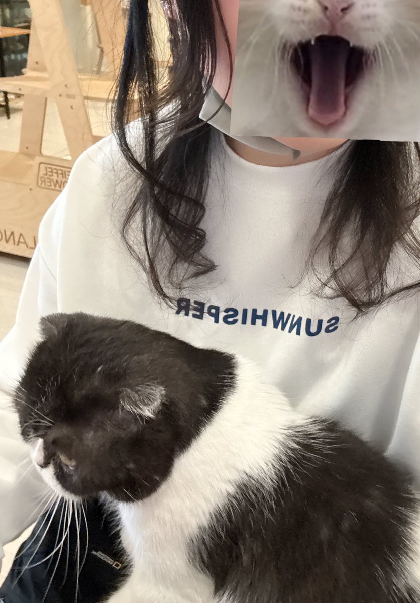 nirenosab's tweet photo. ふみふみ🐾していただきました https://t.co/66KJUVb7lU