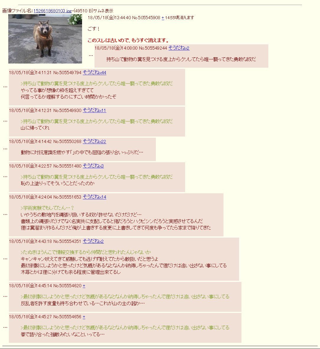 🔥🪰氣狂いオウム🦜🔥 tweet media